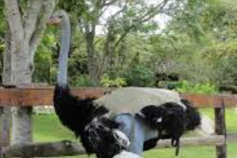 Day tour to Maasai Ostrich Farm in Kitengela