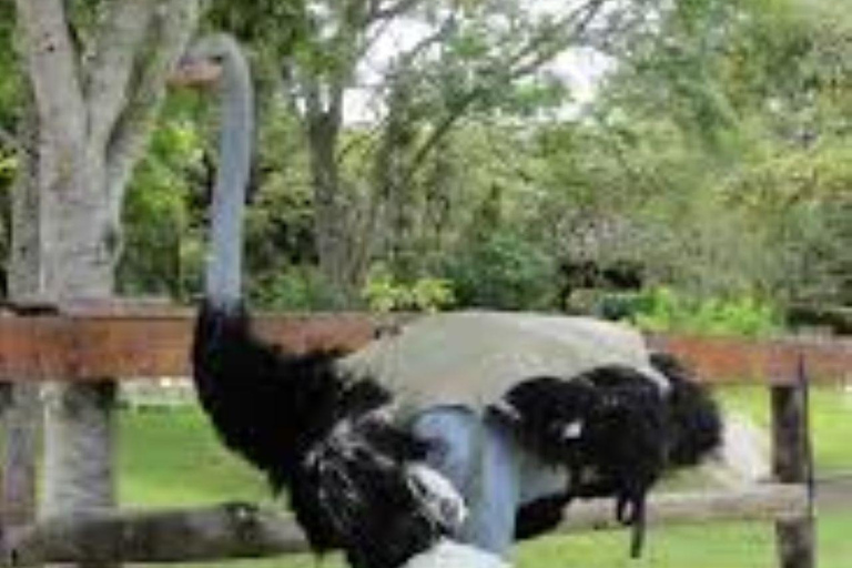 Day tour to Maasai Ostrich Farm in Kitengela