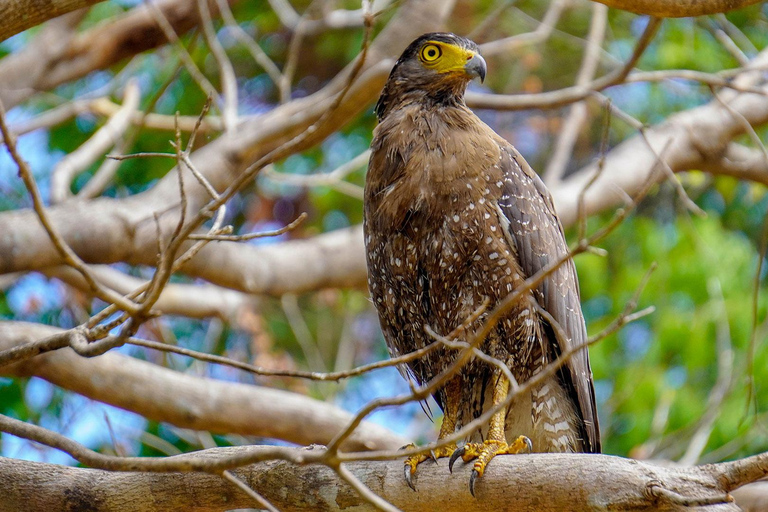Minneriya National Park Photography Safari Tour