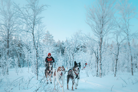 Kuoksa Husky & Reindeer Adventure