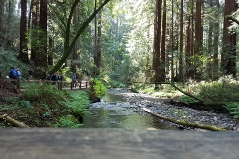 Stadsrondleiding San Francisco + Muir Woods en SausalitoSan Francisco Grand City Tour + Muir Woods en Sausalito