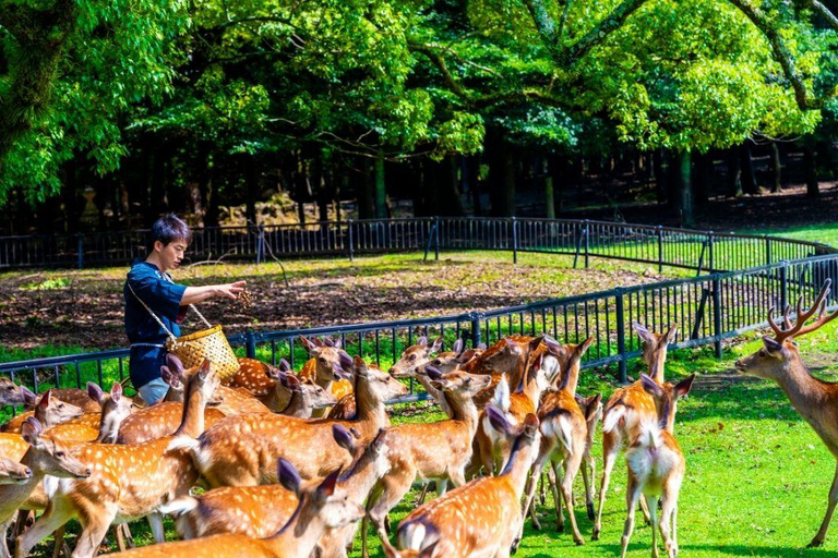 Nara: tour guiado a pie con ciervos y templos