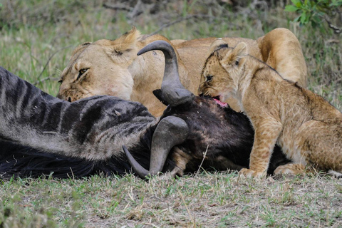 Safari de 4 jours dans le Masaai Mara et le parc national du lac Nakuru