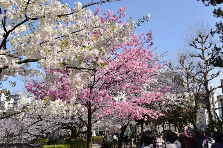 Tokyo : Visite guidée de la ville ancienne et de la ville moderneTokyo : visite guidée d'une demi-journée de la ville