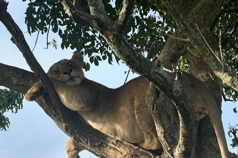 Uganda: Safari de 2 dias no Parque Nacional das Cataratas de Murchison e Big 5