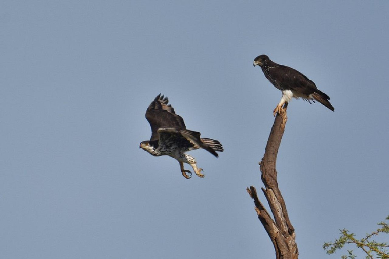 Nairobi: 3-Day Samburu National Reserve Safari Tour