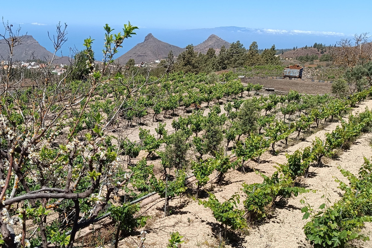 Desde Las Américas!VIP Wine tasting & Guachinche lunch 1200m VIP Wine Tour! Enjoy 7 wines in bodega & Guachinche lunch