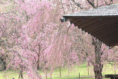 Specjalna wycieczka Kawazu Sakura Strawberry Hot Spring Day TourMiejsce zbiórki na dworcu w Tokio + japoński lunch w hotelu Onsen