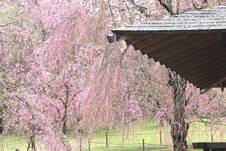 Specjalna wycieczka Kawazu Sakura Strawberry Hot Spring Day TourWyjście Shinjuku West