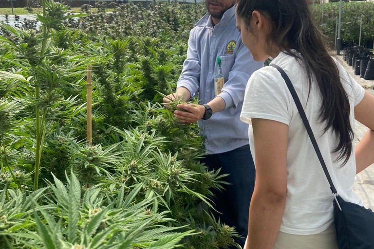 Private Medellín Cannabis Culture Tour with Lunch & Tasting