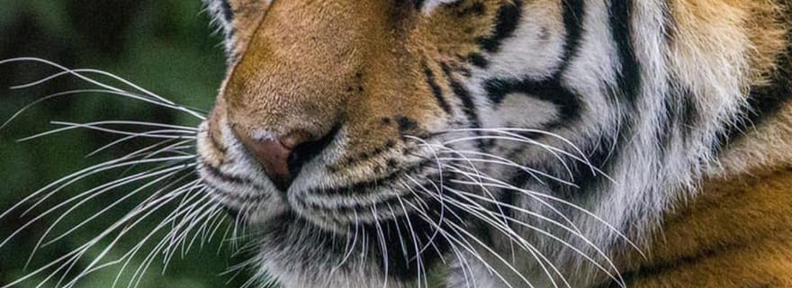 Billet d'entrée au Wilder Institute/zoo de Calgary
