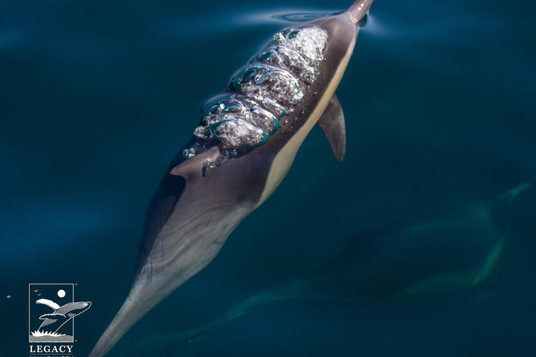 Twilight Tour with San Diego Natural History Museum Whalers Twilight Tour with San Diego Natural History Museum Whalers!