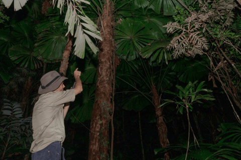 Cape Tribulation : Visite nocturne de la forêt tropicale de Daintree