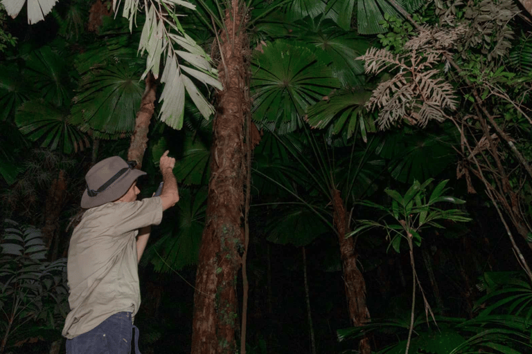 Cape Tribulation : Visite nocturne de la forêt tropicale de Daintree