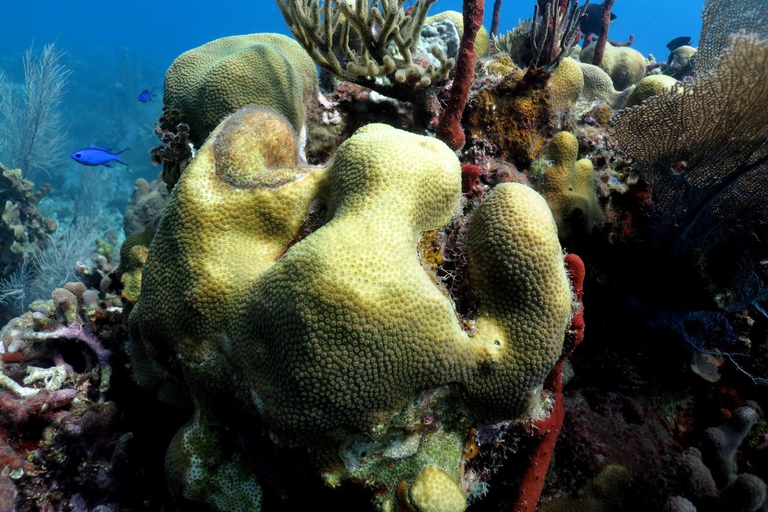 La Romana: Catalina Island for Mein Schiff Cruise Passengers