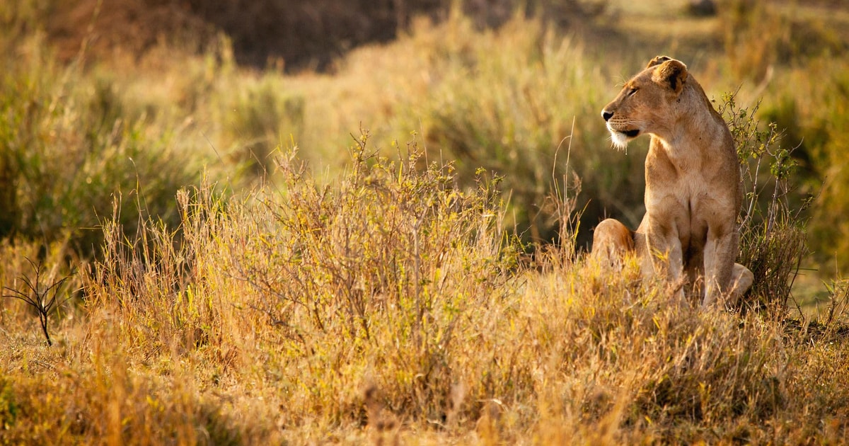 Z Zanzibaru Jednodniowe Safari W Rezerwacie Gier Selous Z Lotami