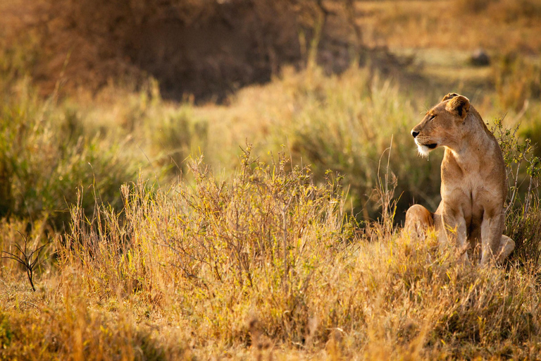 From Zanzibar: Selous Game Reserve Day Safari with Flights