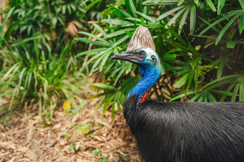 Brisbane to Daintree Whitsundays & Reef 9 Day Comfort Tour Private Single Room (Adults only)