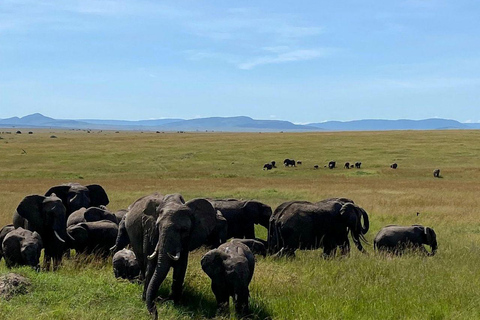 Nairobi: 3-Day epic trip to Maasai Mara Reserve with meals 3 days, 2 nights private safari to Mara in a tourist VAN