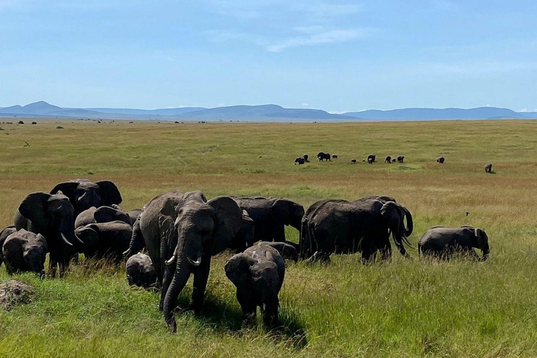 Nairobi: 3-Day epic trip to Maasai Mara Reserve with meals 3 days, 2 nights private safari to Mara in a tourist VAN