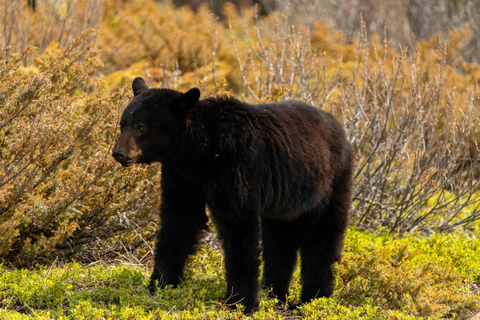 Morning Wildlife Viewing Tour - Banff/Canmore Pick-up Banff Morning Safari Drive