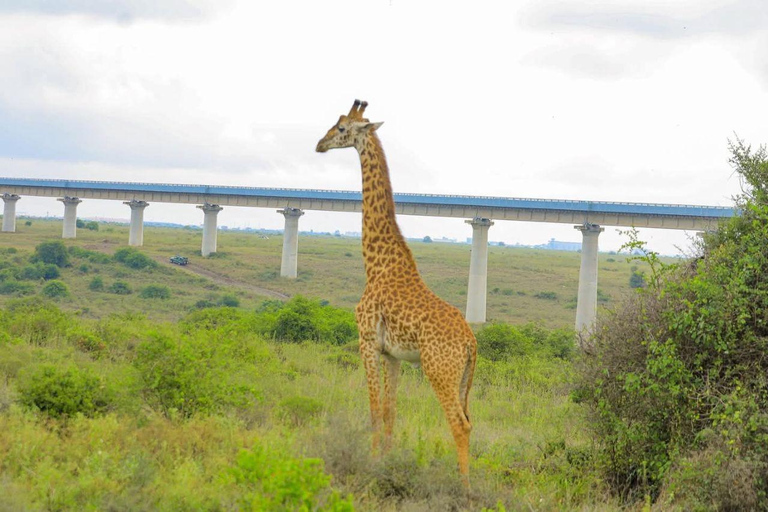 Nairobi National Park: Early Morning or afternoon adventure Early morning game drive in a Landcruiser JEEP