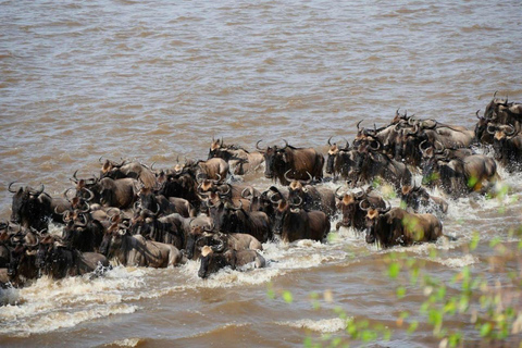 Dagstur i Masai Mara och besök i Masai Village