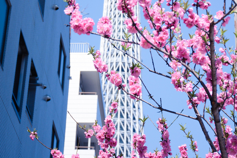 Tokyo private Tour mit Auto und Abholung