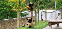 2天山Siguniang+Chengdu的Wolong Panda Tour - Housity