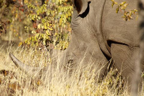 Livingstone: Mosi-oa-Tunya National Park Rhino Tracking Tour