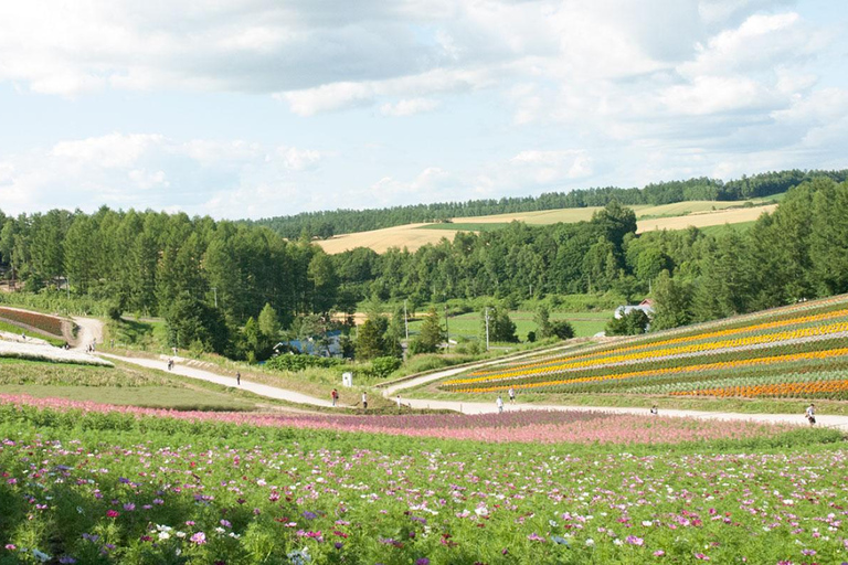 Sapporo Day Tour: Biei Blue Pond & Lavender Farm with Lunch 7:30 Pickup Point + Flower Sea Ticket (with Buffet + Melon)