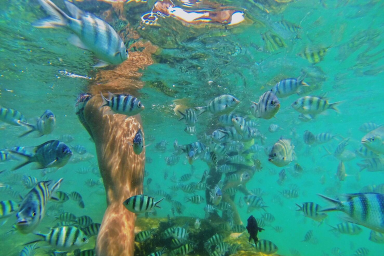 Koh Samui: Pig Island Tour by Speedboat with Snorkeling Private Tour or Cruise Ship Option