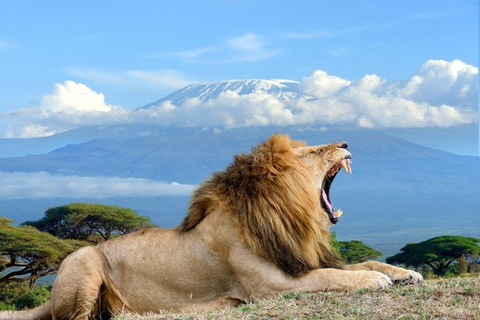 Nairobi: 2-Day Amboseli National Park Safari with Meals