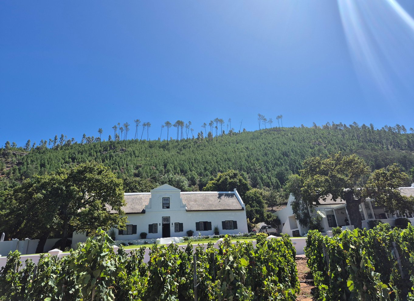 Vineyard Tour: Vin- og ostesmagning og vandretur i Franschhoek