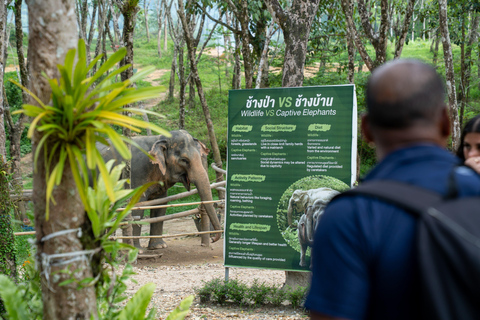 Khao Lak’s Best: Elephant Sanctuary,Rubber Tapping&Waterfall Khaolak Elephant Sanctuary Guided Tour with Hotel Transfers