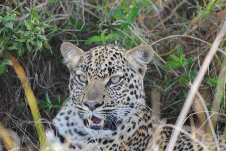Kidepo Valley National Park 5-Day Safari Tour