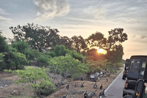 Da Anuradhapura: Safari nel Parco Nazionale di WilpattuSafari di 12 ore, giornata intera