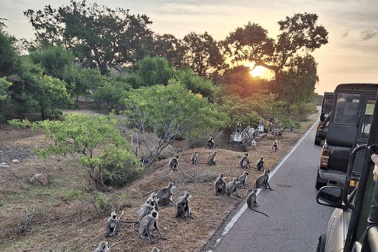 Da Anuradhapura: Safari nel Parco Nazionale di WilpattuSafari di 12 ore, giornata intera
