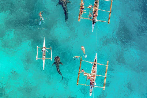 Aventura en Cebú: ballenas tiburón + barranquismo en KawasanAventura en Cebú: tiburones ballena privados + barranquismo en Kawasan