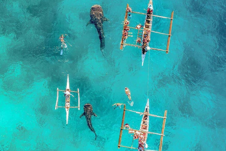 Cebu Adventure: Private Whaleshark + Kawasan Canyoneering