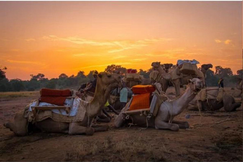 Camelback Wildlife Safari with Transfers & Meal from Nairobi 2-Hour Camelback Wildlife Safari with Transfers & Meal