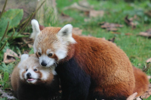 Belfast Zoo: Entry Ticket