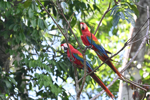 From Cusco: Manu Park 3-day ecotourism and adventure From Cusco: Manu Park 3-day ecotourism and adventure
