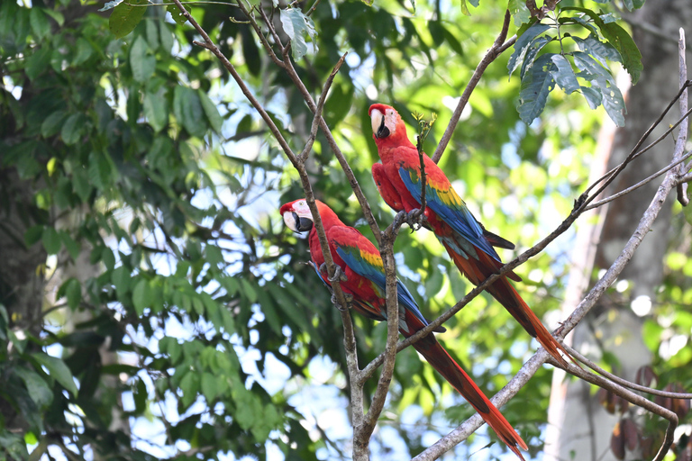 From Cusco: Manu Park 3-day ecotourism and adventure From Cusco: Manu Park 3-day ecotourism and adventure