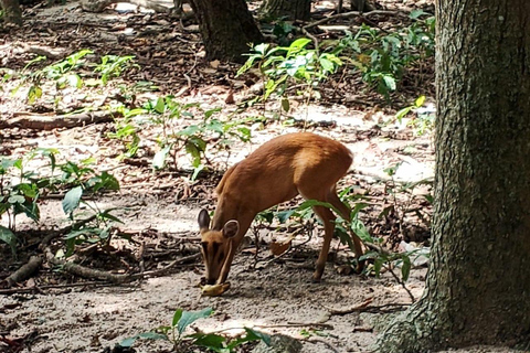 Phnom Penh: Boeddha Kiri en Phnom Tamao Zoo Privé Dagtrip