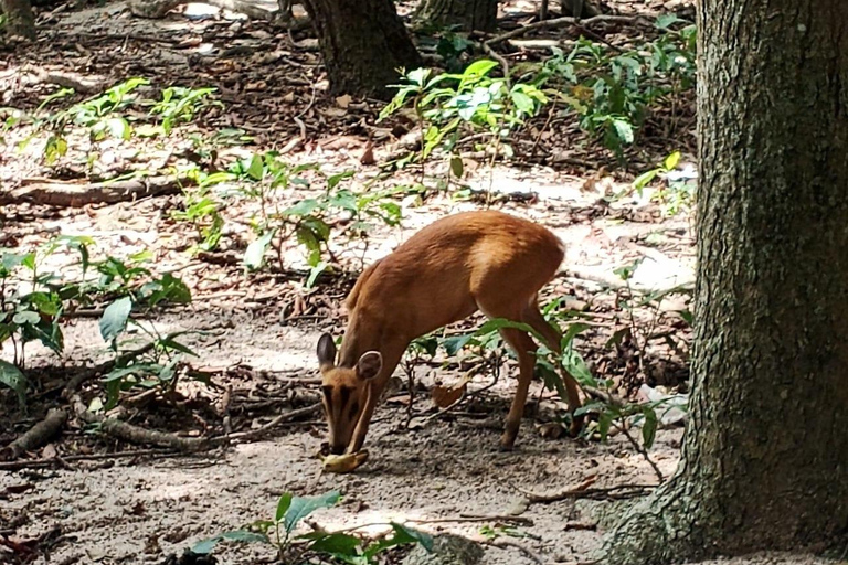 Phnom Penh: Boeddha Kiri en Phnom Tamao Zoo Privé Dagtrip