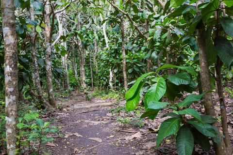 Floresta de Jozani e praia de Mende