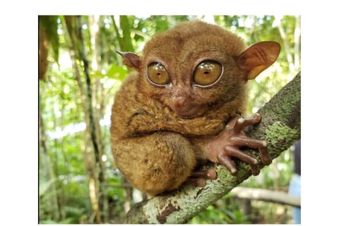 Shared Bohol Day Tour from Cebu: Tarsier, Hills, Asin Tibuok - Image 2