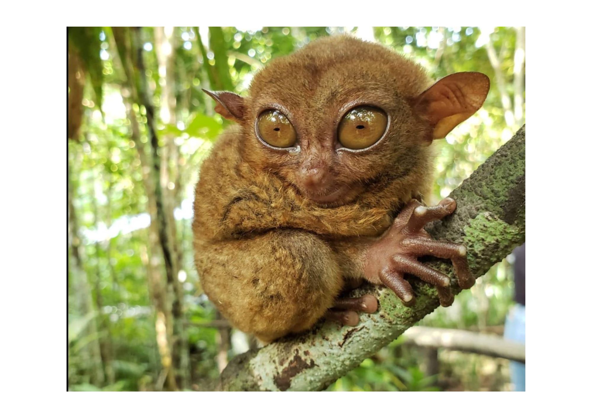 Gemeinsame Tagestour auf Bohol ab Cebu: Tarsier, Hügel, Asin Tibuok