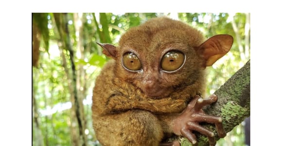 Shared Bohol Day Tour from Cebu: Tarsier, Hills, Asin Tibuok